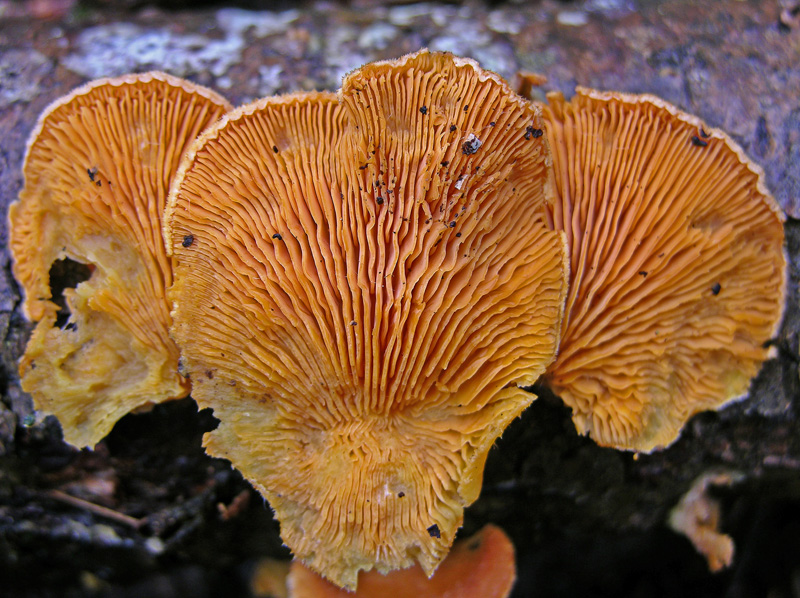 Avete voglia di funghi di oggi....guardate questo post.